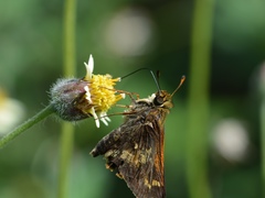 Atalopedes mesogramma