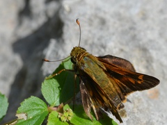 Atalopedes mesogramma