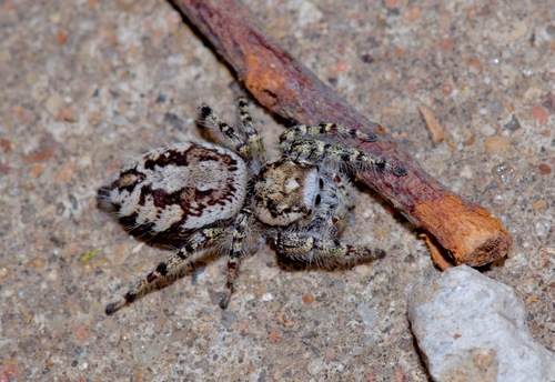 High Eye-lashed Jumping Spider photo 5