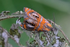 Olethreutes arcuella