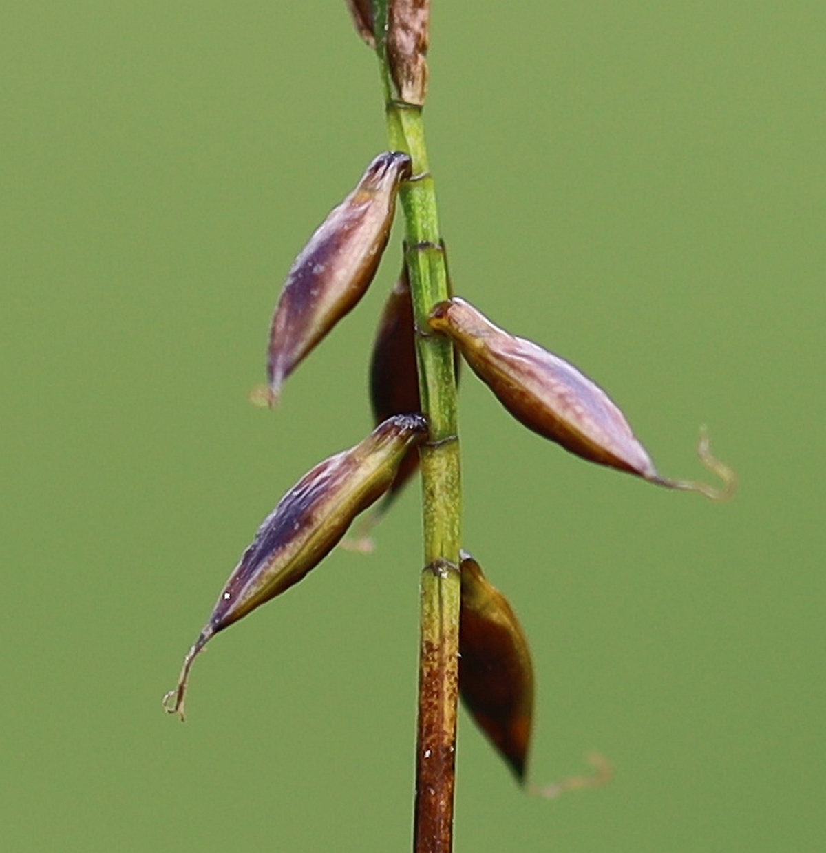 Carex pulicaris