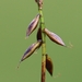 Flea Sedge - Photo (c) Norbert Sauberer, some rights reserved (CC BY-NC), uploaded by Norbert Sauberer