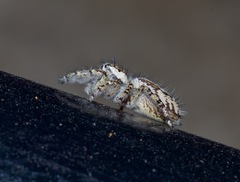 Phidippus pruinosus