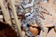 Phidippus pruinosus