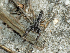 Damoetas