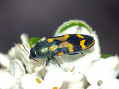Castiarina flavopicta