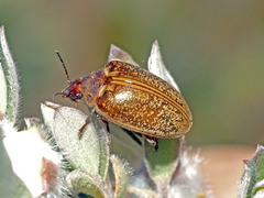 Macrohelodes crassus