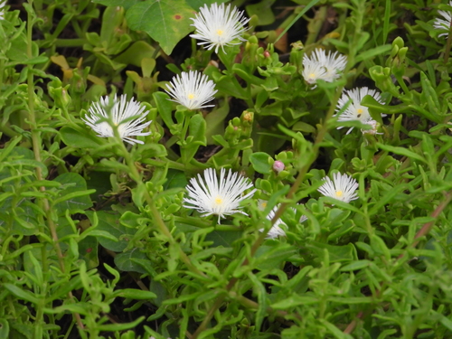 Image of Mesembryanthemum aitonis by (c) amantedarmanin, some rights reserved (CC BY)
