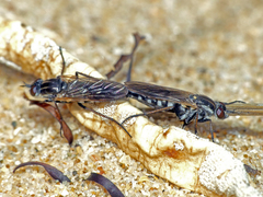 Anabarhynchus maritimus
