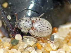 Phycosecis litoralis