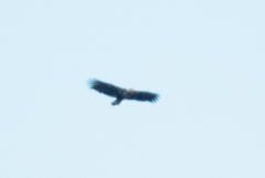 Haliaeetus leucocephalus leucocephalus