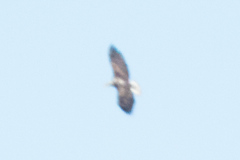 Haliaeetus leucocephalus leucocephalus