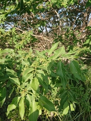 Vanguerieae