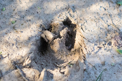 Odocoileus hemionus eremicus