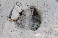 Odocoileus hemionus eremicus