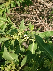 Vanguerieae