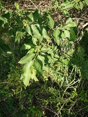Vanguerieae