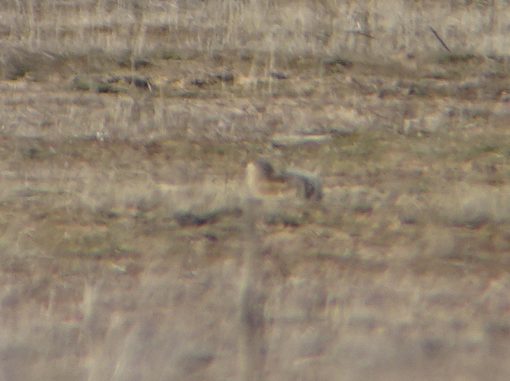 nelson's antelope ground squirrel, nelson's antelope squirrel, san joaquin antelope ground squirrel, san joaquin antelope squirrel