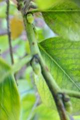 Prunus ilicifolia lyonii