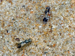 Apotropina ornatipennis
