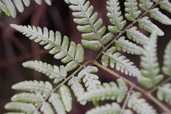 Dryopteris sacrosancta