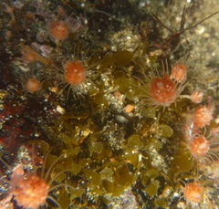 Ectopleura marina