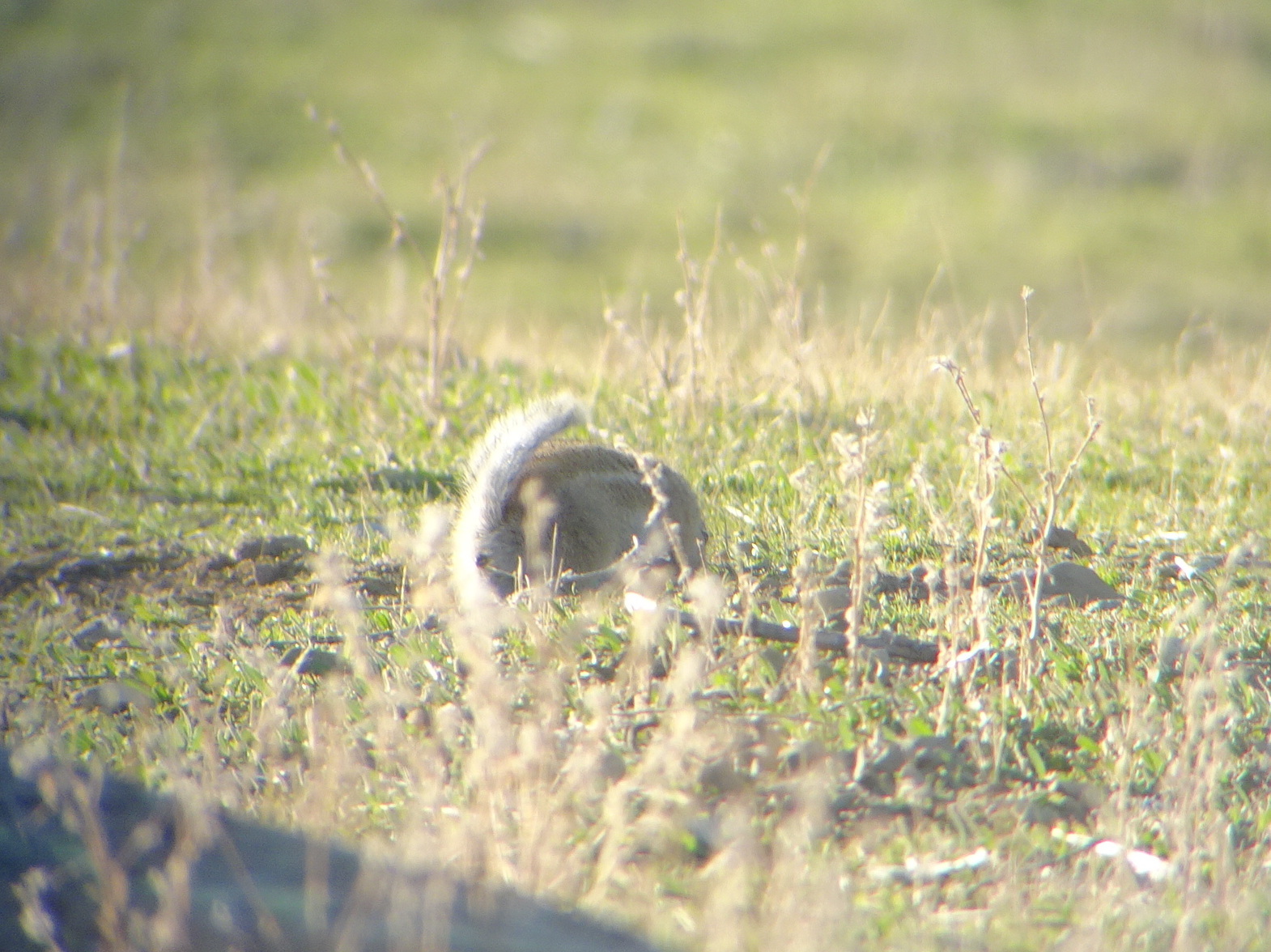 nelson's antelope ground squirrel, nelson's antelope squirrel, san joaquin antelope ground squirrel, san joaquin antelope squirrel
