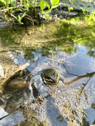 Columbia Spotted Frog photographed in Montana