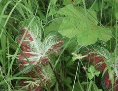 Caladium bicolor image