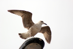 Larus argentatus