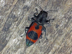 Nascioides parryi