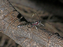 Certonotus
