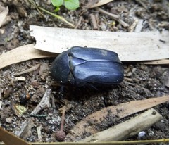 Protaetia opaca