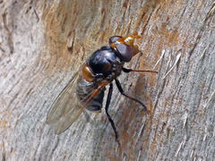 Cyphipelta rufocyanea