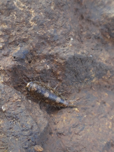 Ligia rolliensis