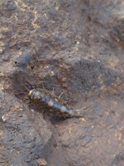 Ligia rolliensis