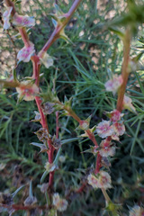 Salsola kali ruthenica