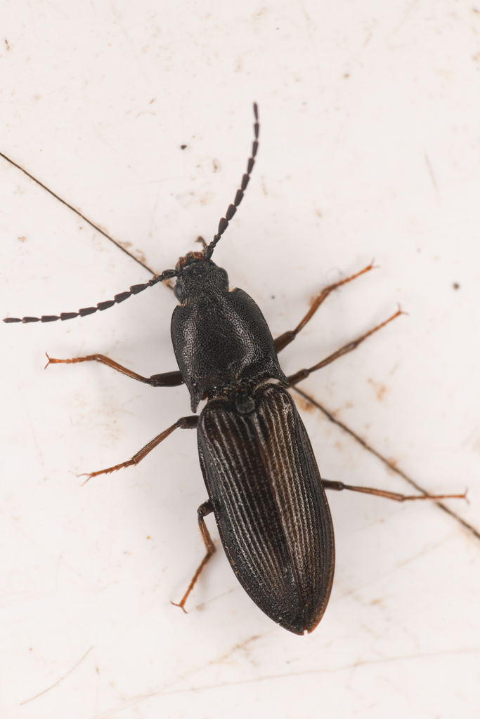 Sombre Click Beetle