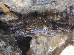 Pachygrapsus plicatus