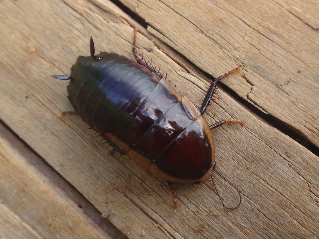 whitemargined cockroach