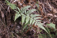 Dryopteris sacrosancta