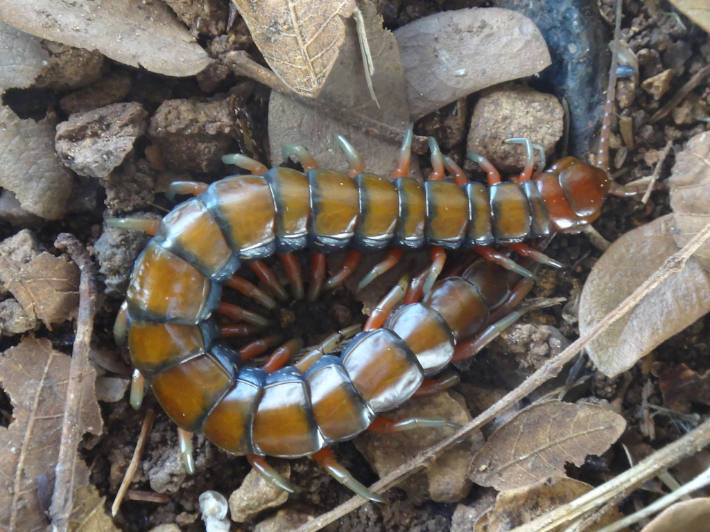 Pacific Giant Centipede (Scolopendra subspinipes) · iNaturalist