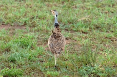 Eupodotis senegalensis