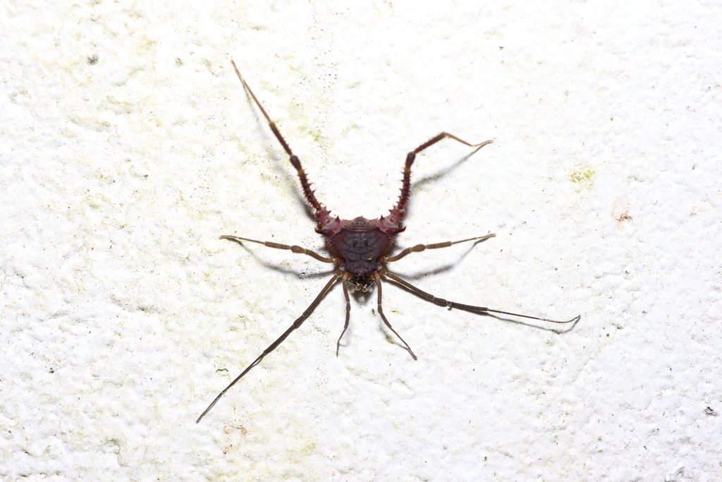 daddy longlegs