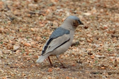 Pseudonigrita arnaudi