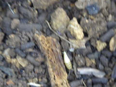 Nicoletiidae