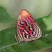 Common Red Harlequin - Photo (c) CheongWeei Gan, some rights reserved (CC BY-NC), uploaded by CheongWeei Gan