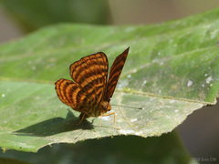Zemeros emesoides