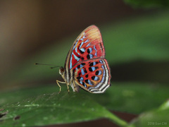 Paralaxita telesia