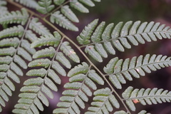 Dryopteris sacrosancta